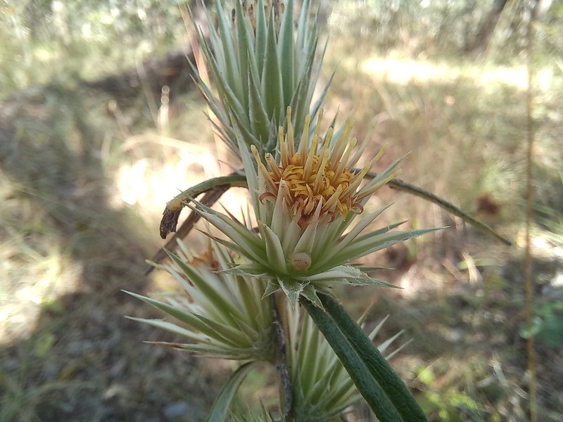 Macledium poggei photo 3