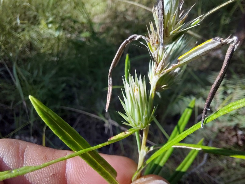 Macledium poggei photo 4