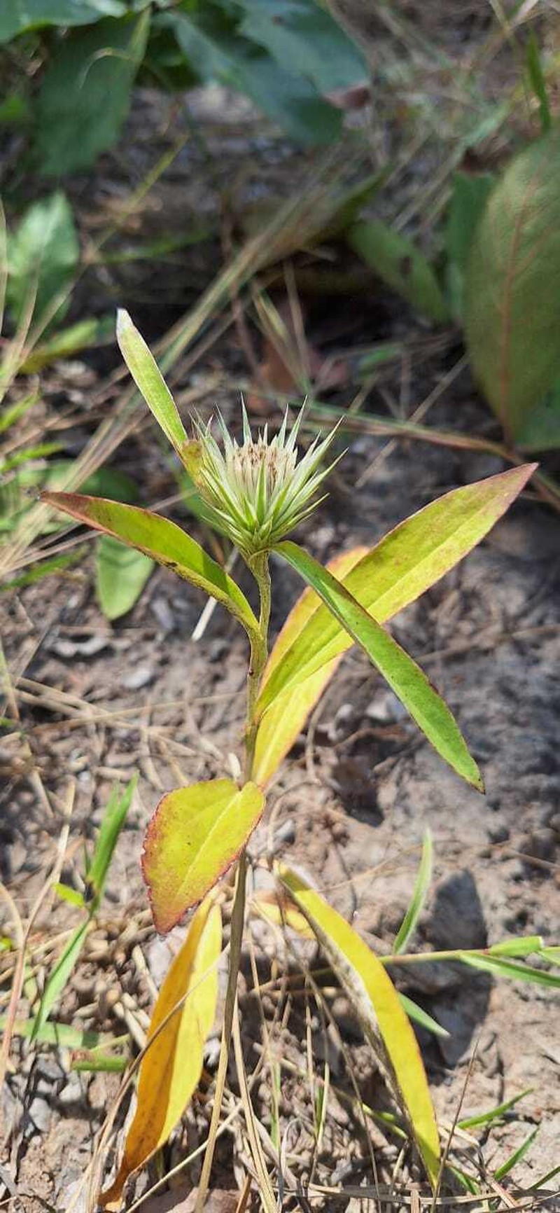 Macledium poggei photo 6
