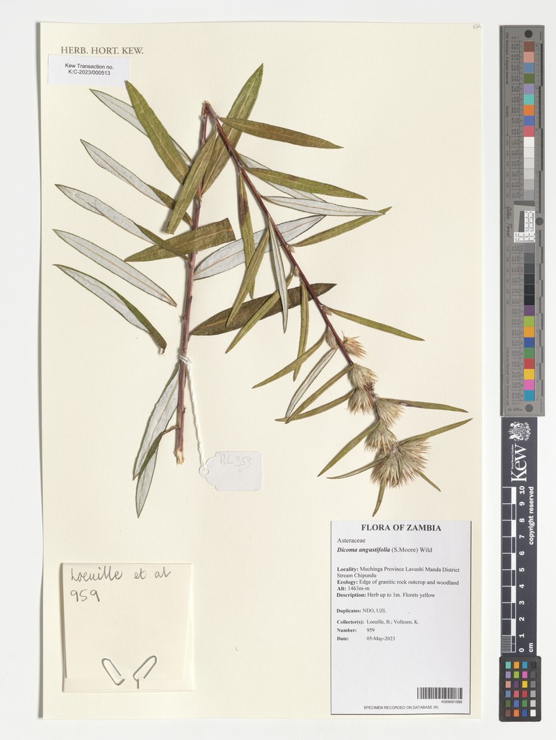 Macledium poggei photo 7