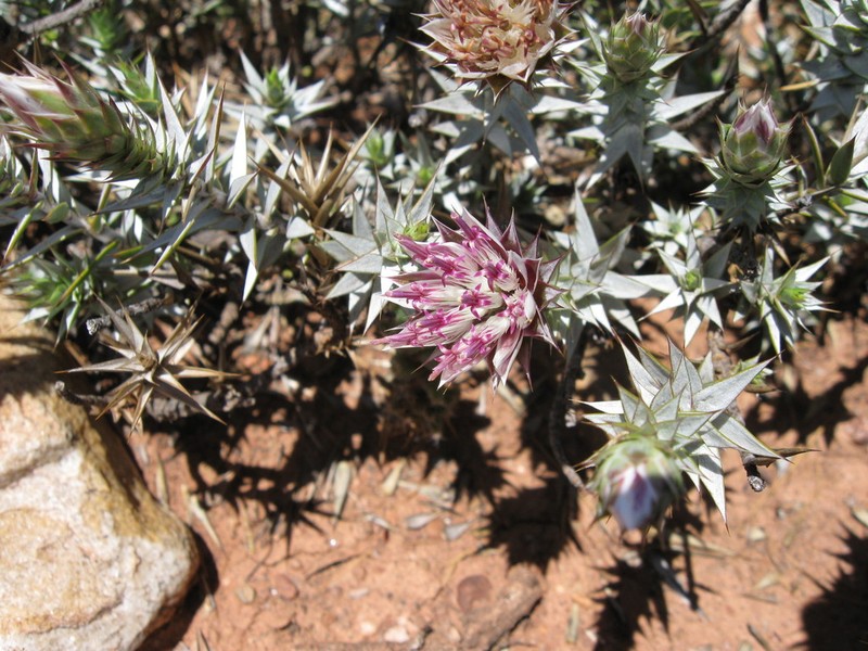 Macledium relhanioides