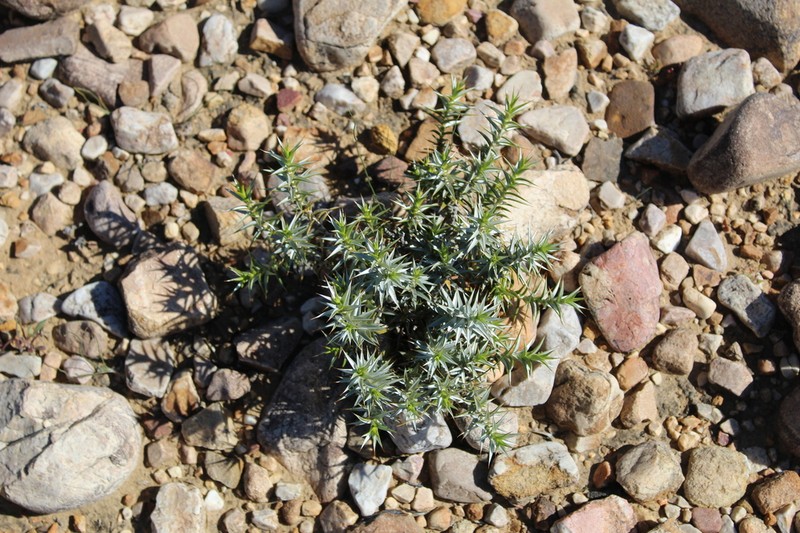 Macledium relhanioides photo 2