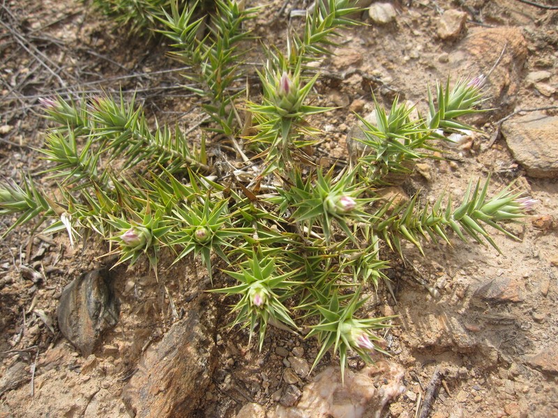 Macledium relhanioides photo 3