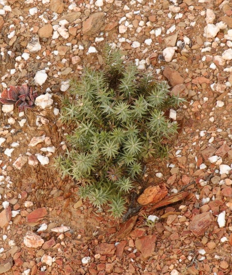 Macledium relhanioides photo 4