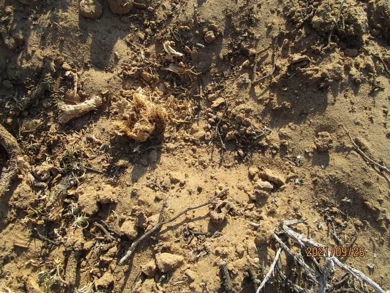 Macledium relhanioides photo 5