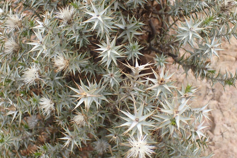 Macledium relhanioides photo 6