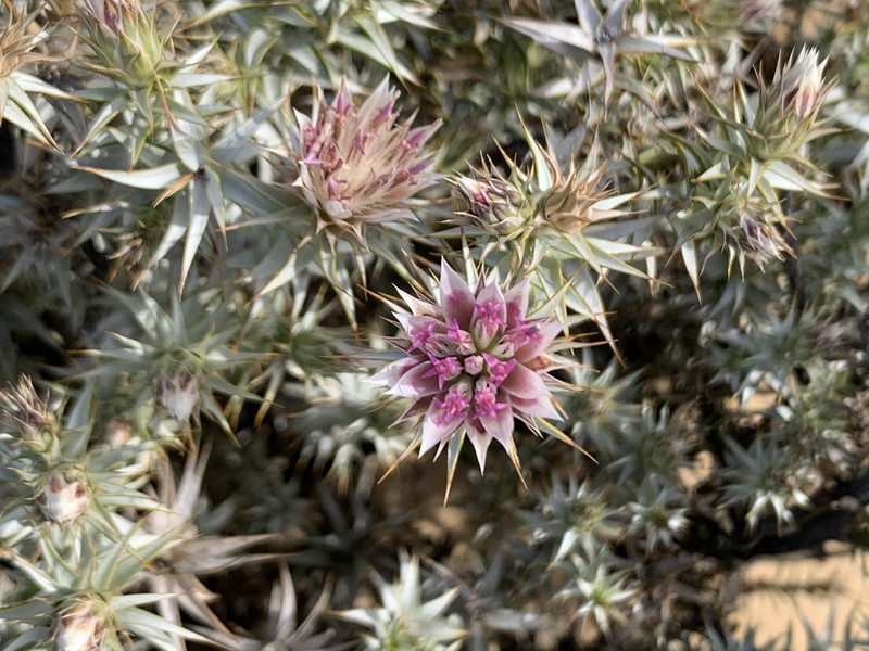 Macledium relhanioides photo 7