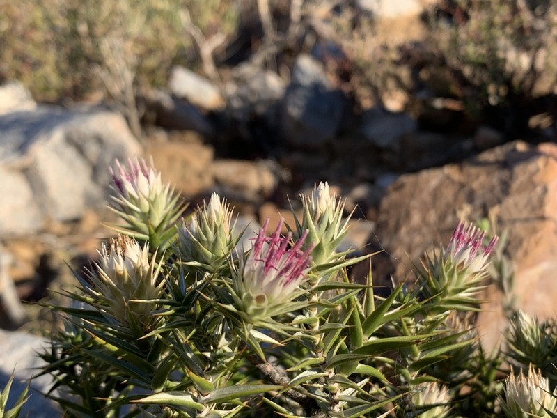 Macledium relhanioides photo 8