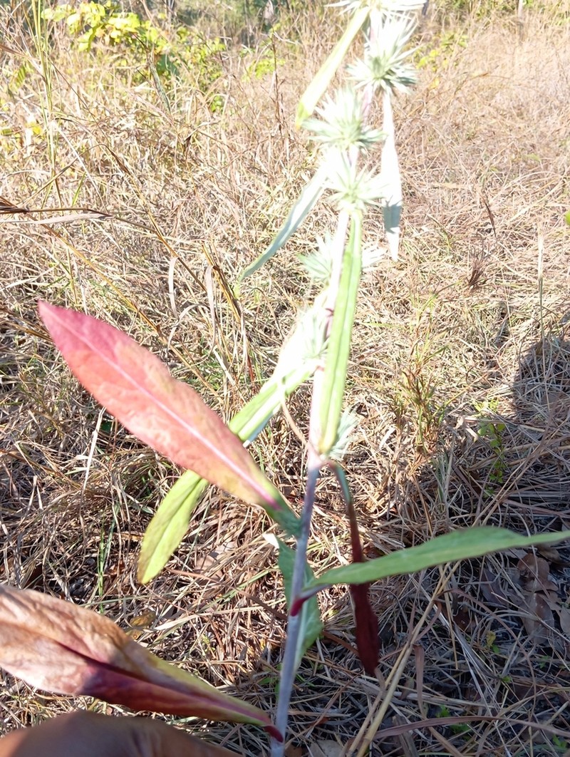 Macledium sessiliflorum
