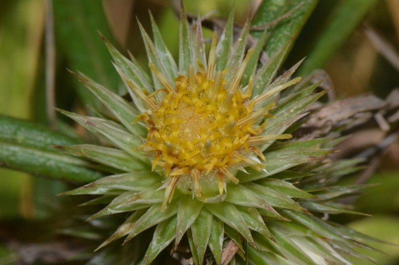 Macledium sessiliflorum photo 2