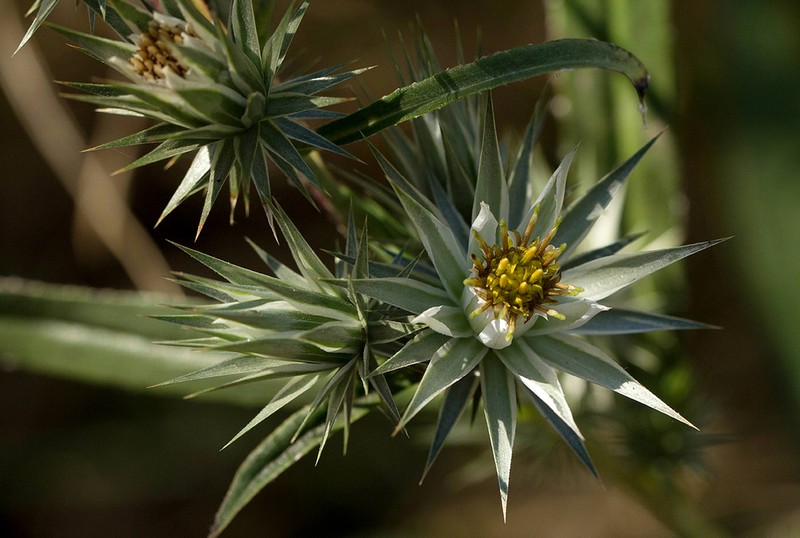 Macledium sessiliflorum photo 3