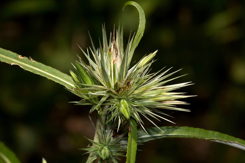 Macledium sessiliflorum photo 4