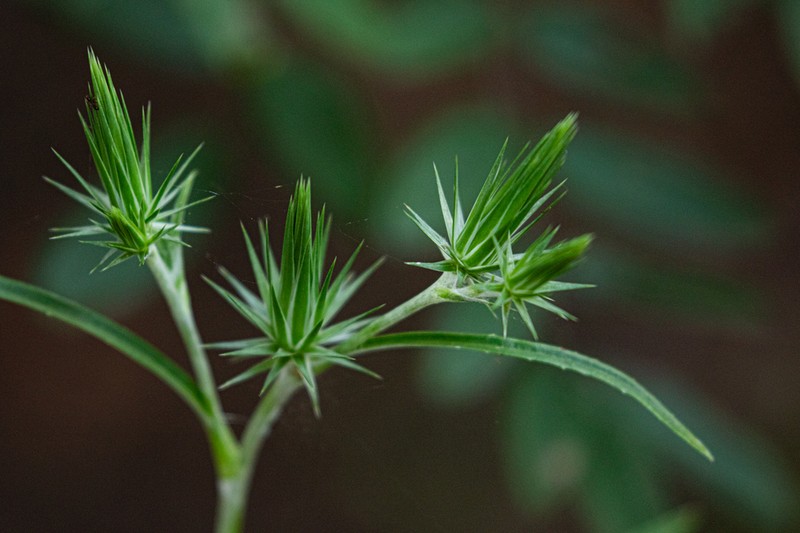 Macledium sessiliflorum photo 5