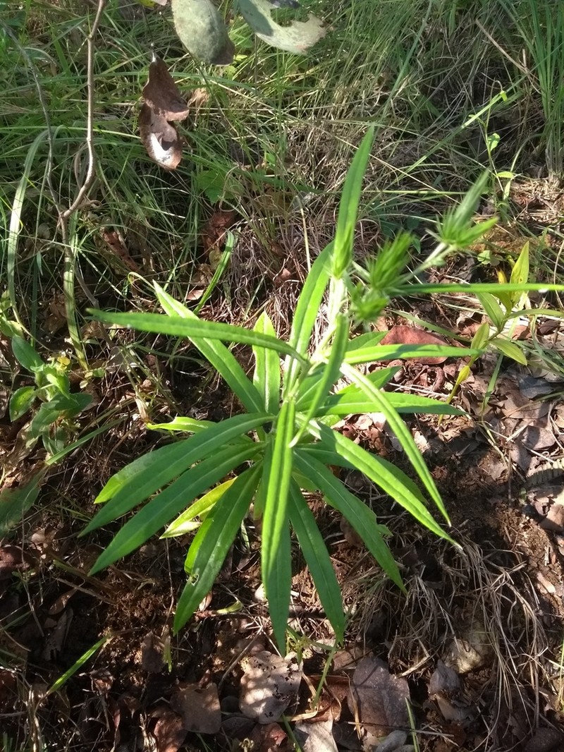 Macledium sessiliflorum photo 6
