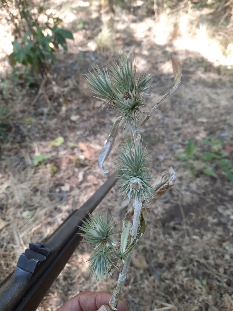 Macledium sessiliflorum photo 7
