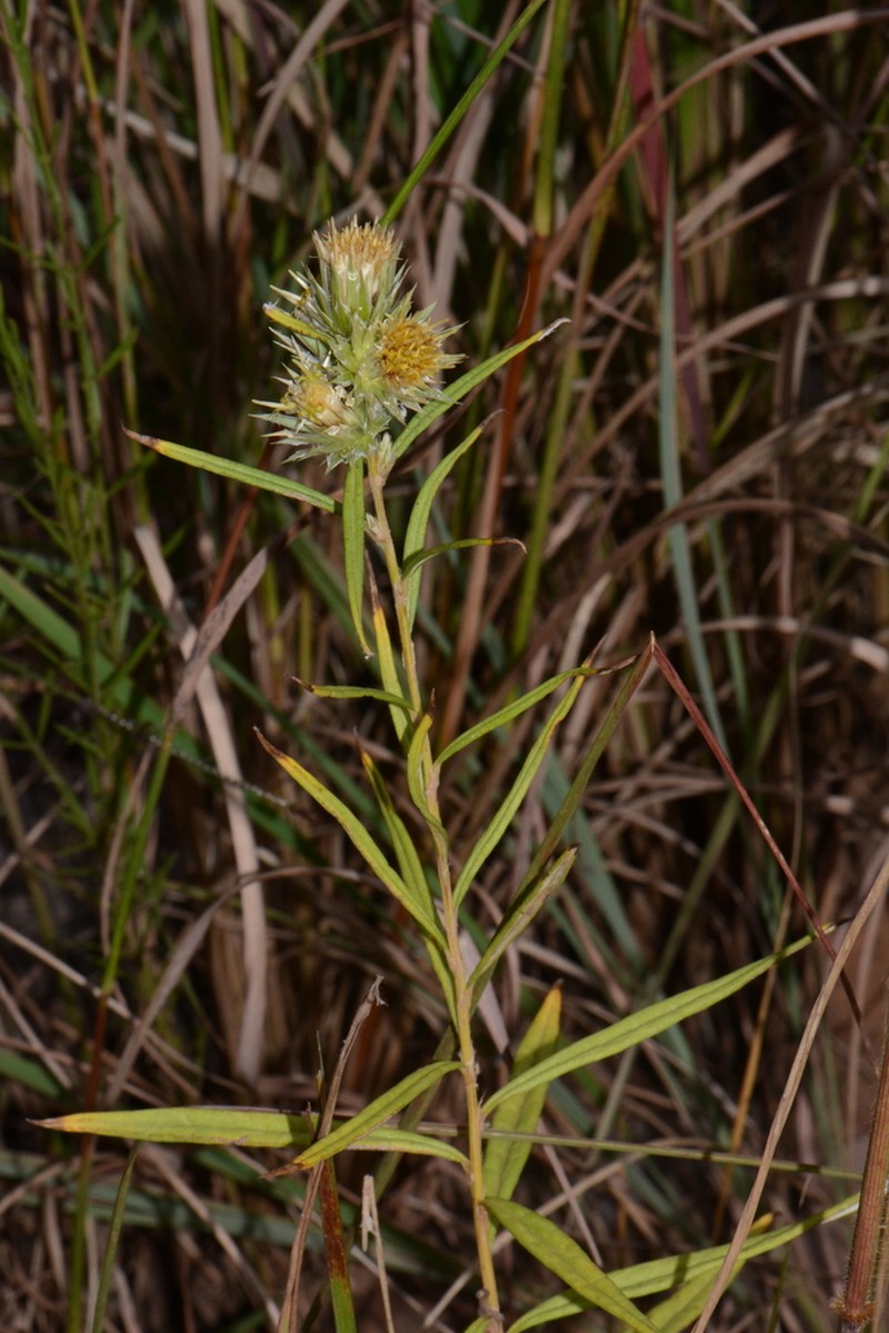 Macledium sessiliflorum photo 8