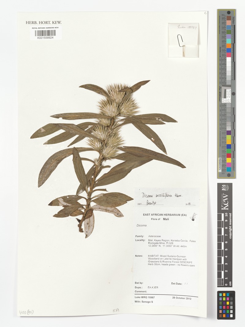 Macledium sessiliflorum subsp. sessiliflorum