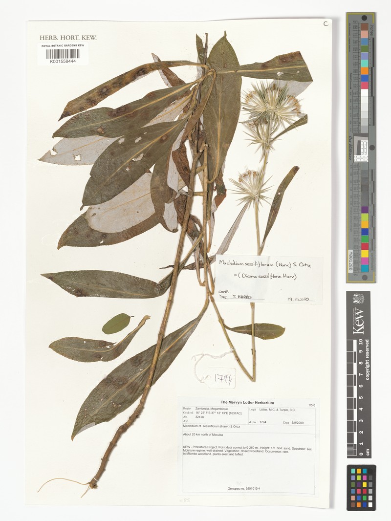 Macledium sessiliflorum subsp. sessiliflorum photo 2