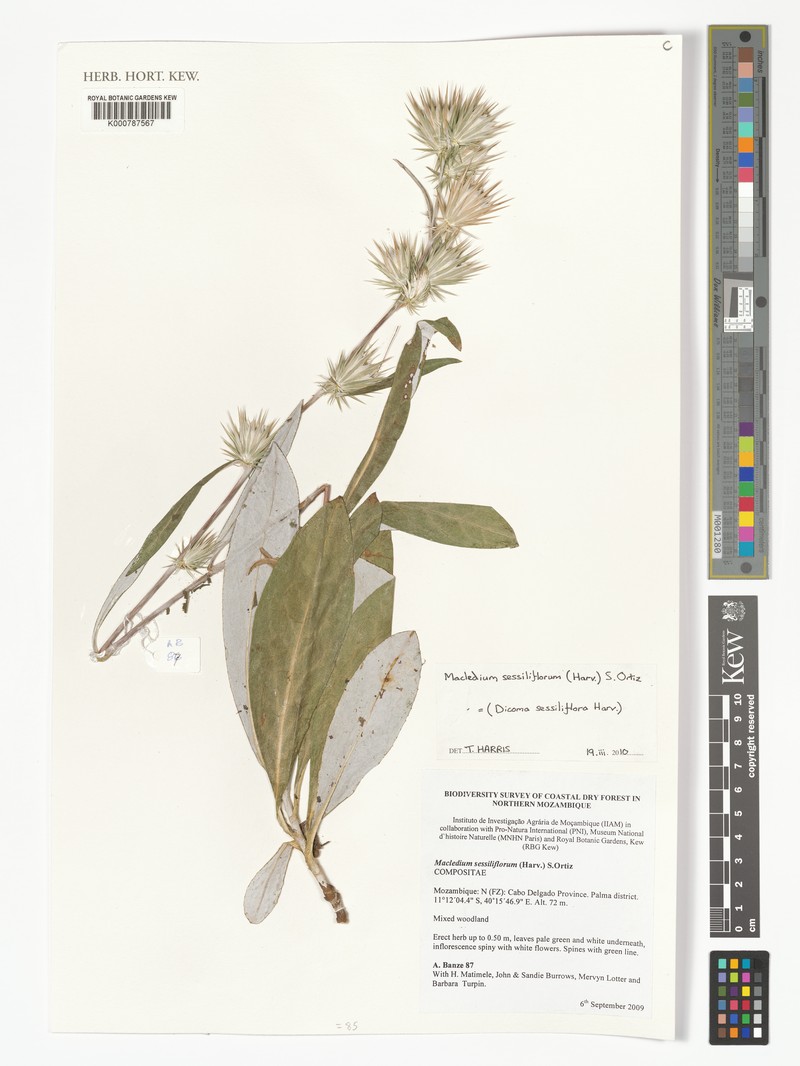 Macledium sessiliflorum subsp. sessiliflorum photo 3