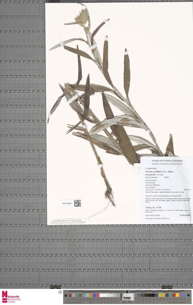 Macledium sessiliflorum subsp. stenophyllum
