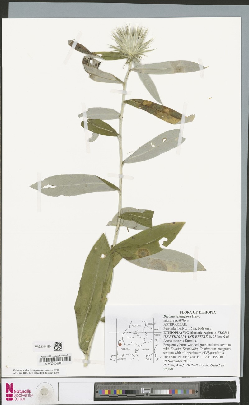 Macledium sessiliflorum subsp. stenophyllum photo 2