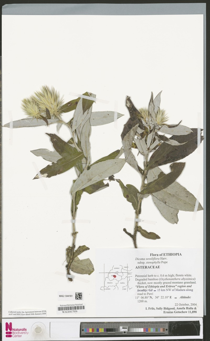 Macledium sessiliflorum subsp. stenophyllum photo 3