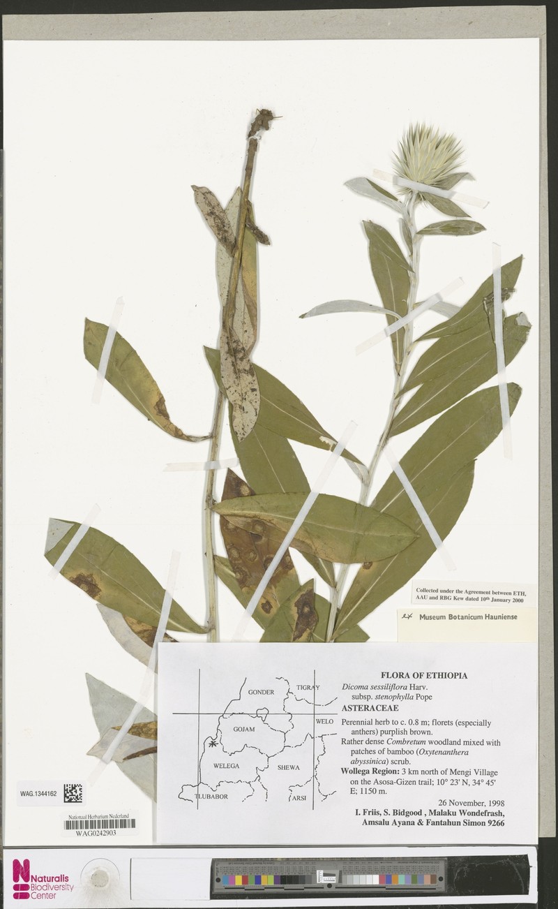 Macledium sessiliflorum subsp. stenophyllum photo 4