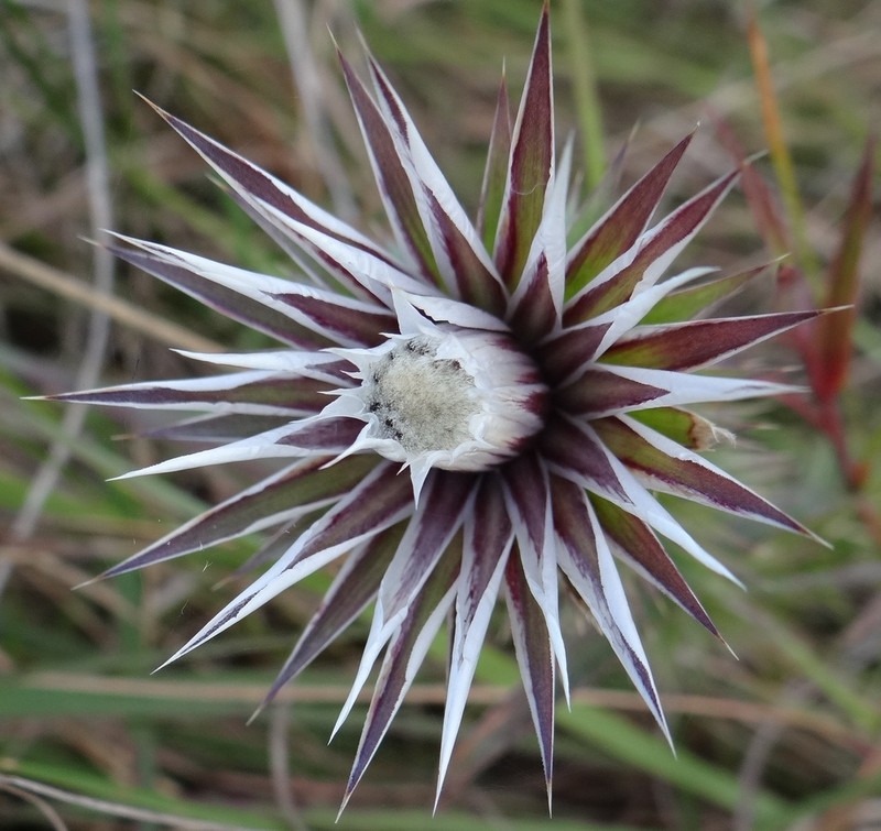 Macledium speciosum