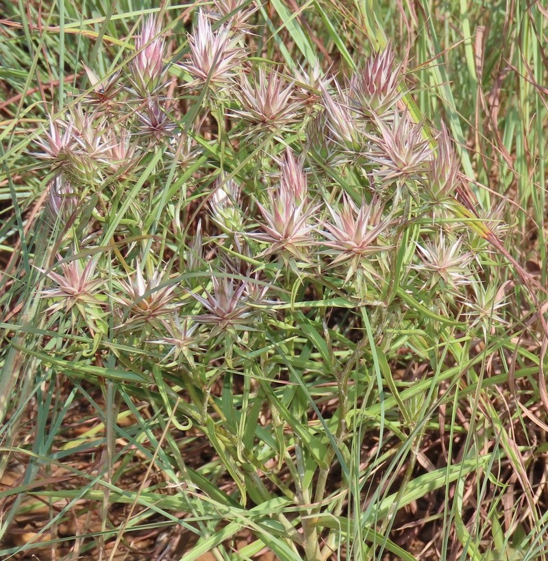 Macledium speciosum photo 2