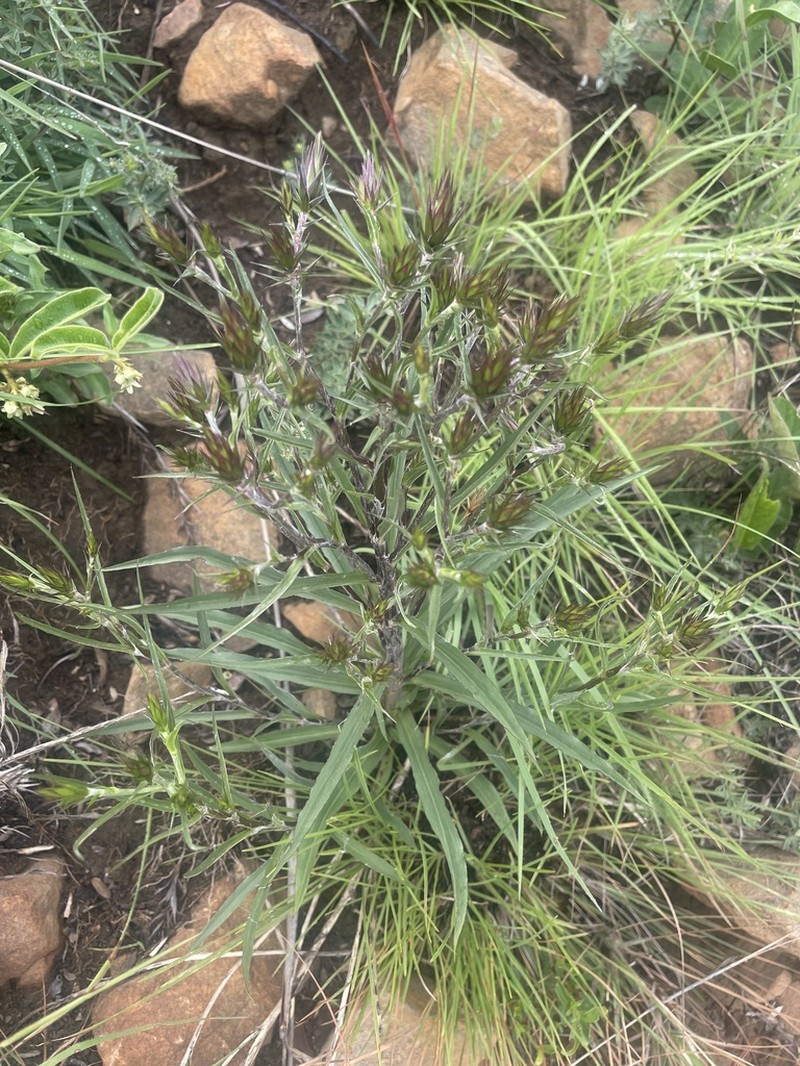 Macledium speciosum photo 3