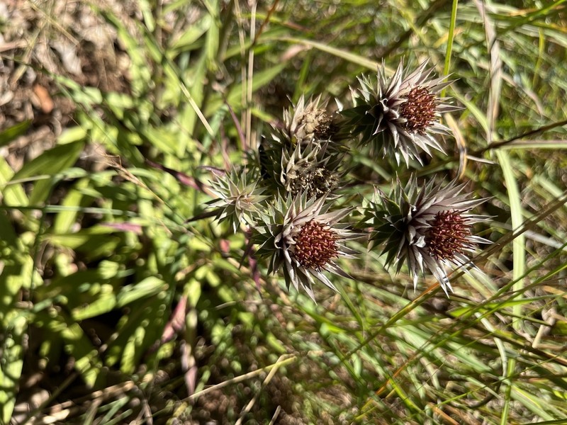 Macledium speciosum photo 4