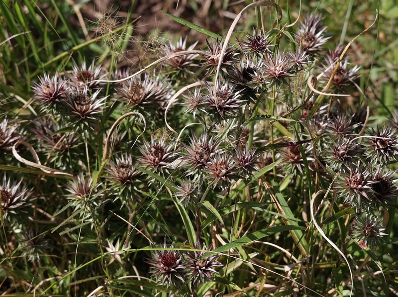 Macledium speciosum photo 5