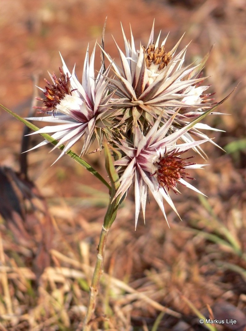 Macledium speciosum photo 6