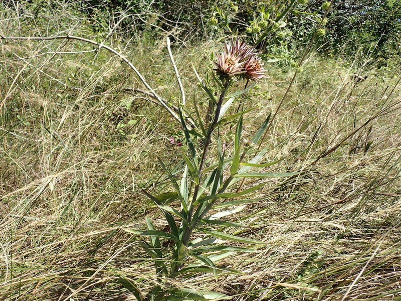 Macledium speciosum photo 7