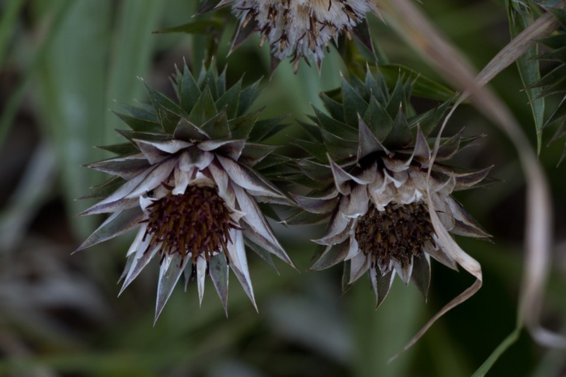Macledium speciosum photo 8