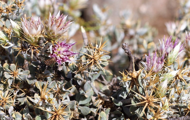 Macledium spinosum