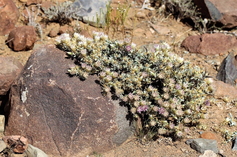 Macledium spinosum photo 2