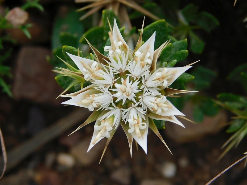 Macledium spinosum photo 3