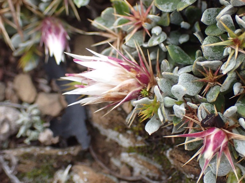 Macledium spinosum photo 4