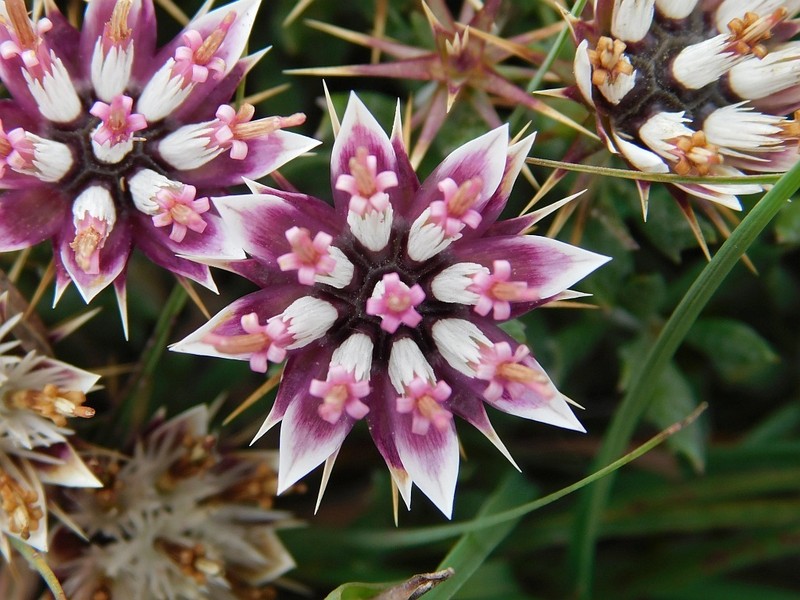 Macledium spinosum photo 5