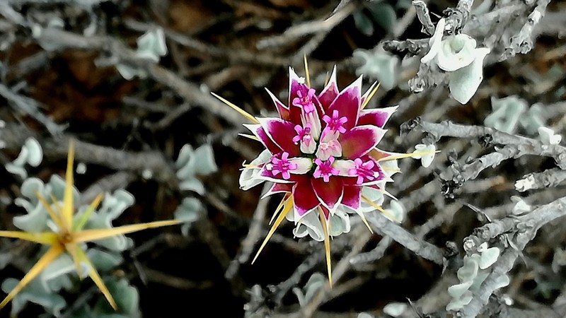 Macledium spinosum photo 6