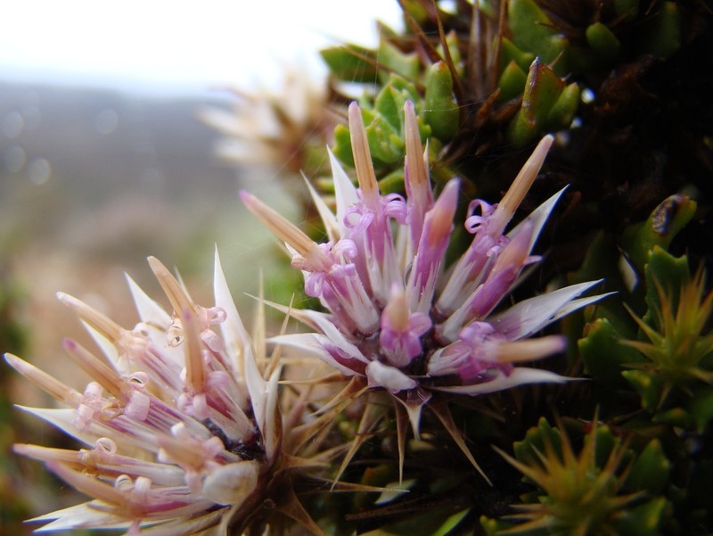 Macledium spinosum photo 7