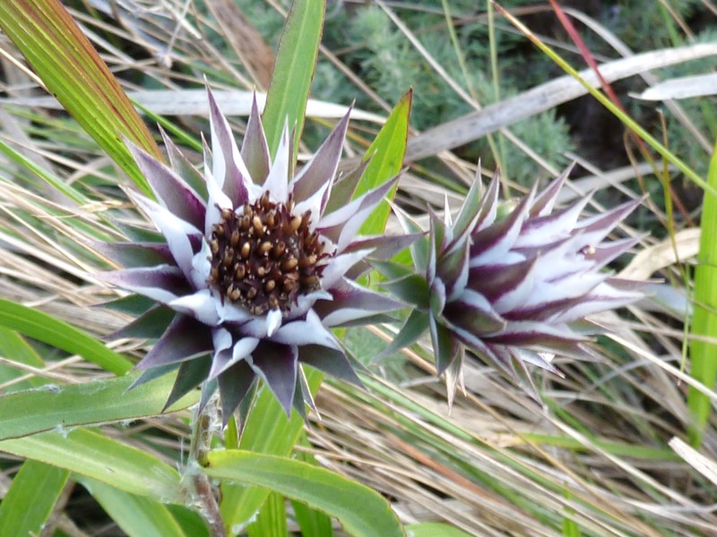 Macledium zeyheri
