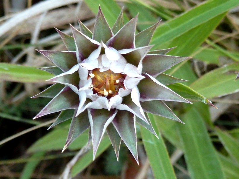 Macledium zeyheri photo 2