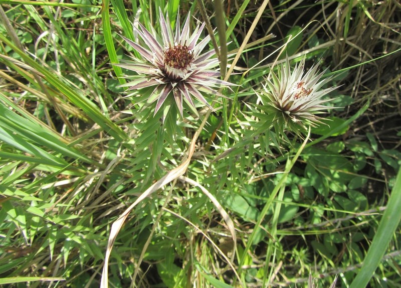 Macledium zeyheri photo 3