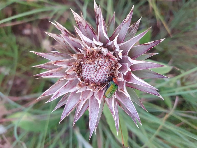 Macledium zeyheri photo 4