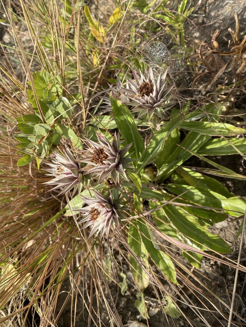 Macledium zeyheri photo 5