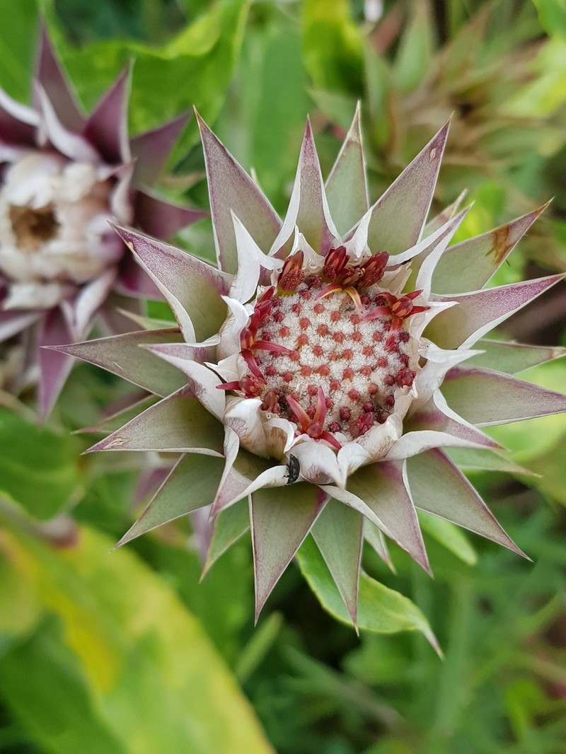 Macledium zeyheri photo 6