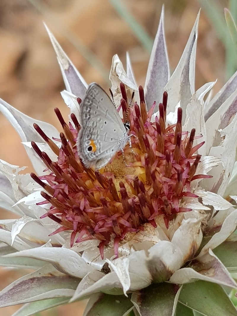 Macledium zeyheri photo 7