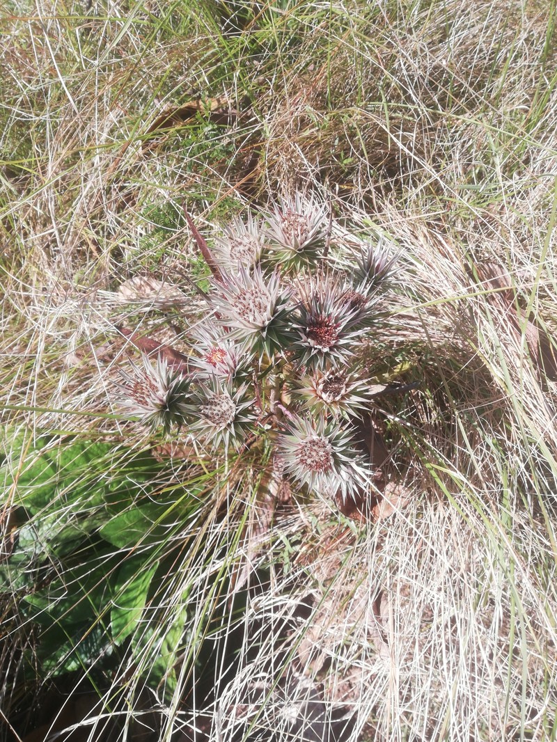 Macledium zeyheri subsp. argyrophyllum
